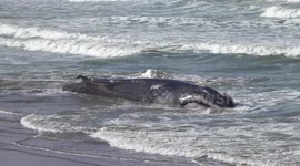 Wounded dying humpback whale grounding in the coast in Sopelana, Basque Country (Spain)