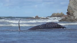Wounded dying humpback whale grounding in the coast in Sopelana, Basque Country (Spain)