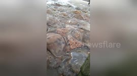 Fishermen filmed chopping jellyfish into seafood delicacy in Vietnam
