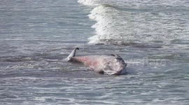 Tragic end for juvenile humpback whale stranded on beach in northern Spain