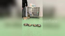 Short-legged corgi puppies tumble out of their cage in China's Shandong