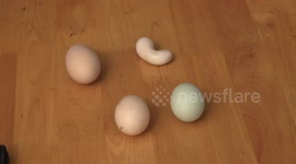 Hen lays bizarre peanut-shaped egg in China's Sichuan