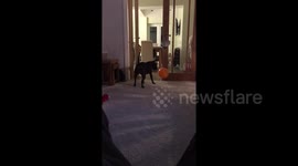 Playful dog enjoys toying with balloon until it bursts