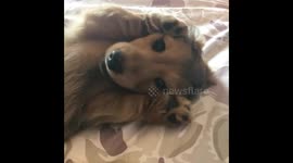 Dog plays Peek A Boo