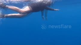 Curious dolphin approaches swimmers