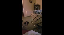 Parrot tells dog to shut up