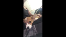 Corgi puppy wants to stay on dad’s lap.