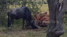 Pack of hyenas bring down pair of fighting wildebeest