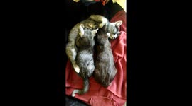 Huge kitties still sucking from their mommy