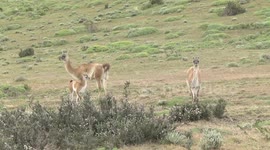 Female Guanacos dust-bathing – and loving it