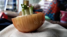 This onion grows by itself
