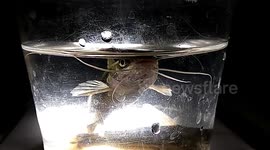 My cute  pet mystus tengera