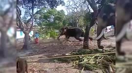 Elephant attacks man as he gets close to take picture in southern India