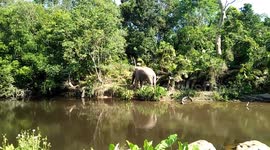 Wild elephant tucks into leaves by a river