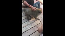 Monkey falls asleep when tourists scratch its belly