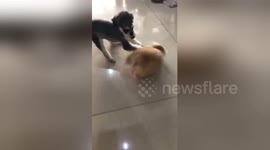 Chubby corgi knocked down by speeding miniature schnauzer