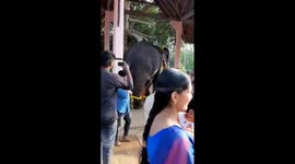 Elephant pooja in kerala temple festival