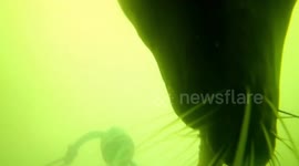 US fisherman's bait gets seal of approval from cheeky marine mammal