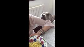 Dog becomes a statue while begging owner for ravioli