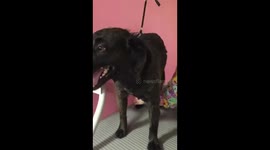 Dog says