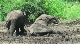 Young elephant bull struggles to lift his heavy body out of the mud