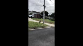 Koala Falls Over