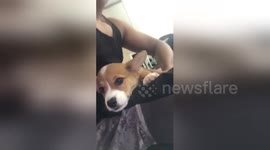 Clingy dog demands to sit on his owners lap