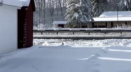 Rabbit outsmarts hunting mink