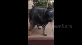 Tennis ball stuck on dog's nose