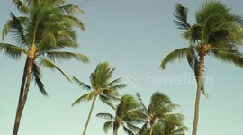 Line of Palm Trees