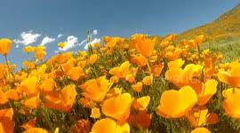 Fly through the California wildflower superbloom