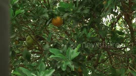 Orange Fruit Hangs from Tree
