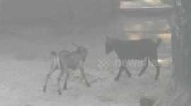 Two Bizarre Goat Are Fighting With Each Other At Early Morning