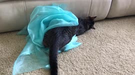 Kitten rolling around in fabric