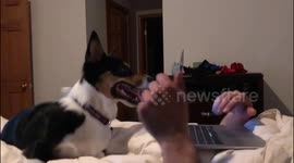 corgi puppy does not like apple laptops