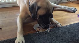 Mastiff dog eats cake