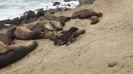 Seals Up Close In San Diego