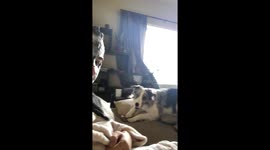 This pup got extra concerned about her owner's new face mask