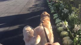 Walking Two Golden Retrievers