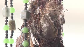 A baby bird gets a juicy green caterpillar for dinner, from its parent.