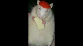 Rat looks fancy in his apple hat