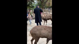 Man feeds VERY hungry deers in Japan