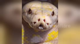 Newsflare Edit - Intense staredown with 14-foot reticulated python