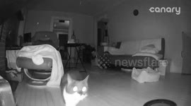 'Teleporting cat VANISHES' in strange video clip