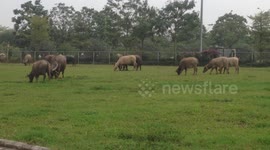 Asiatic Water Buffalo is grazing in a farm