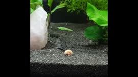 Corydoras eating