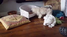 Small dog trashing bed and lifting it to get to his ball