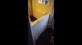 This naughty little dog escapes over a wall