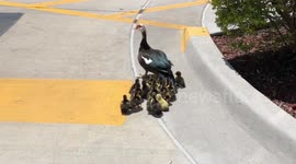 Duck/Chicks at Chick-Fil-A