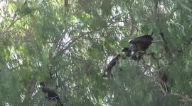 Endangered Carnaby's Cockatoos - calling, feeding, preening and then squabbling